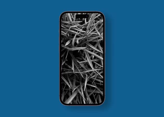 Black-and-white macro nature photography wallpaper