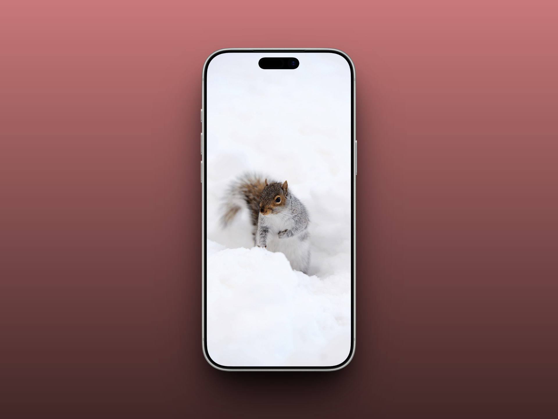 Winter Squirrel Close-Up