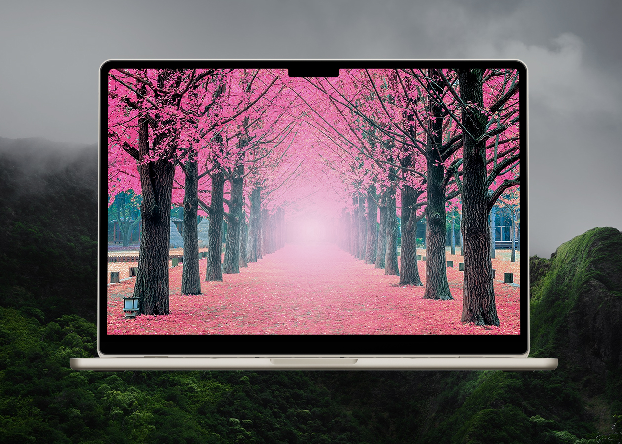 Pink cherry blossom love