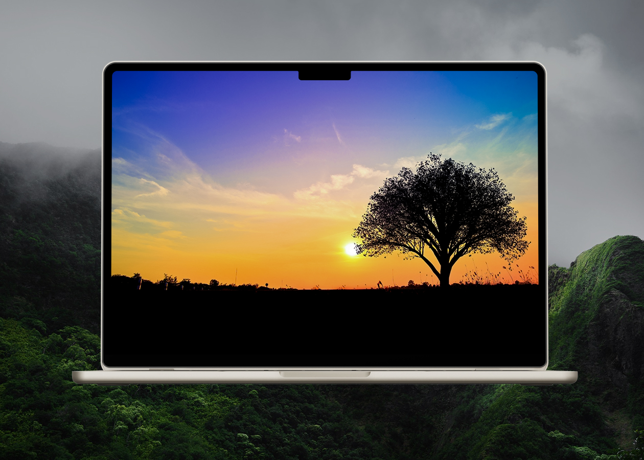 Tree silhouette in sunset