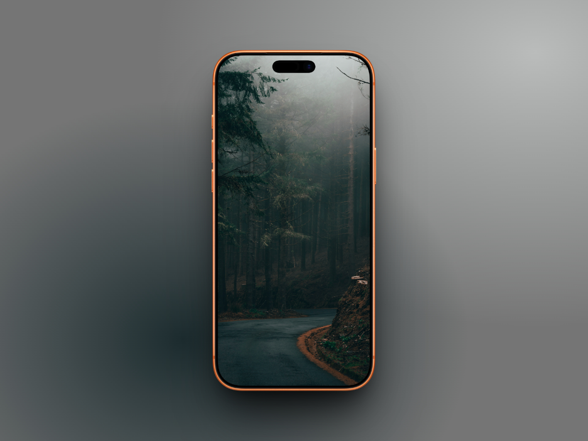 Roadway in dark forest