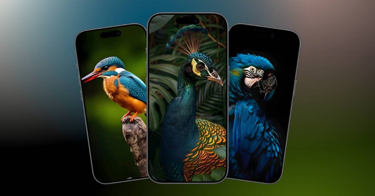Download Aesthetic Birds Wallpapers for iPhone