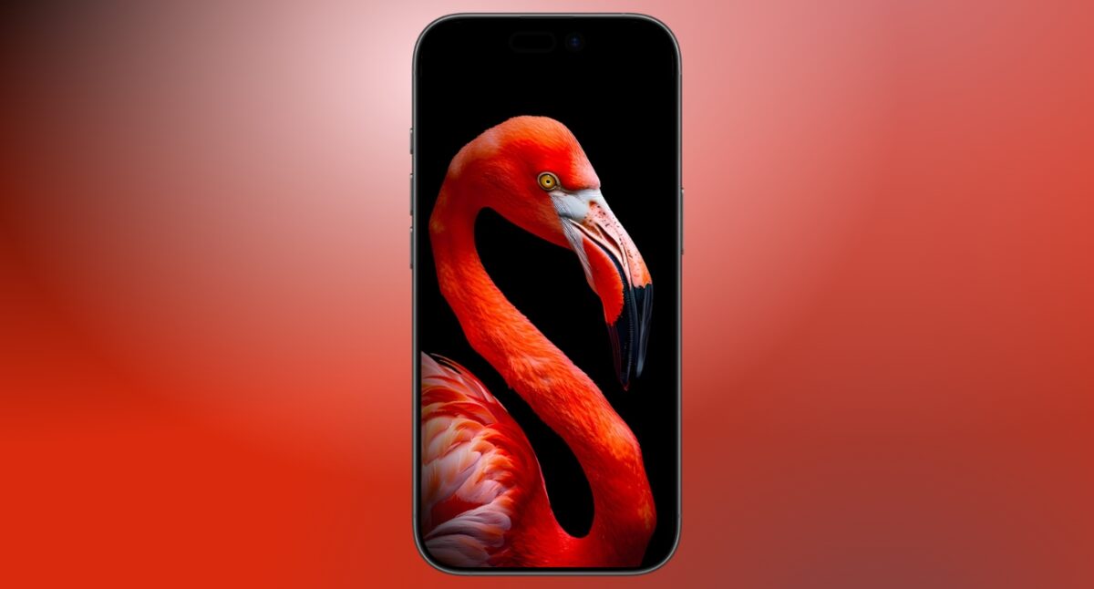Flamingo close-up to make your screen bold and premium
