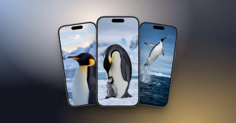 Three smartphones angled together, each screen showing a penguin photo against icy or ocean backgrounds.